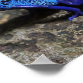 ブルーポイズンダーツカエル明るいブルーカエル ポスター (角)