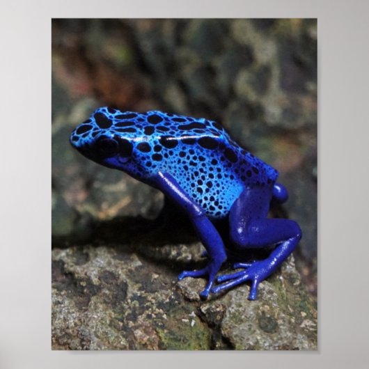 ブルーポイズンダーツカエル明るいブルーカエル ポスター (正面)