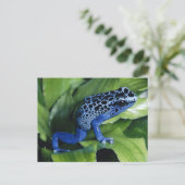 ブルーポイズンダーツカエル ポストカード (スタンド正面)