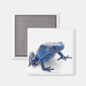 ブルーポイズンダーツカエル（樹状突起） マグネット (正面/裏面)