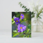 ブルーポテトブッシュポストカード ポストカード (スタンド正面)