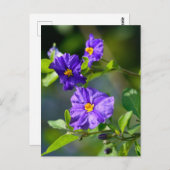 ブルーポテトブッシュポストカード ポストカード (正面/裏面)