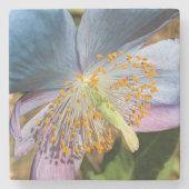 ブルーポピー開花フローラ ストーンコースター (正面)