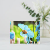 ブルーポピー ポストカード (スタンド正面)