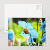 ブルーポピー ポストカード (正面/裏面)