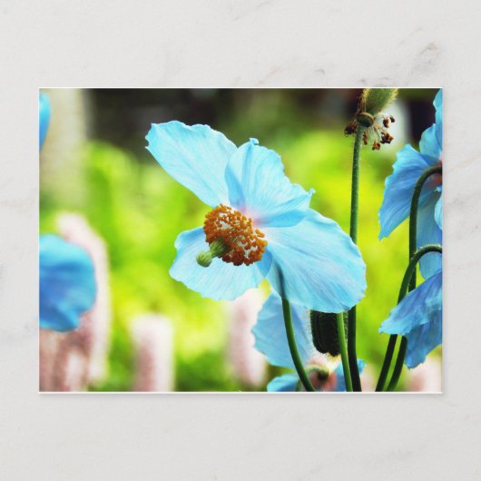 ブルーポピー ポストカード (正面)