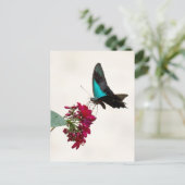 ブルーマウンテンアゲハチョウバタフライハガキ ポストカード (スタンド正面)