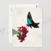 ブルーマウンテンアゲハチョウバタフライハガキ ポストカード (正面/裏面)