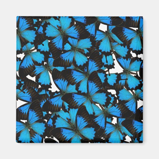 ブルーマウンテンアゲハチョウ マグネット (正面)