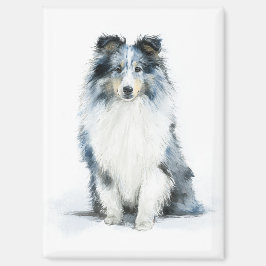 ブルーマールシェトランドシープドッグの水彩画 マグネット