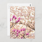 ブルーミングピンクパープルマグノリアス春花 ポストカード (正面/裏面)