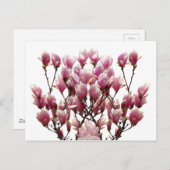 ブルーミングピンクマグノリアス春花 ポストカード (正面/裏面)
