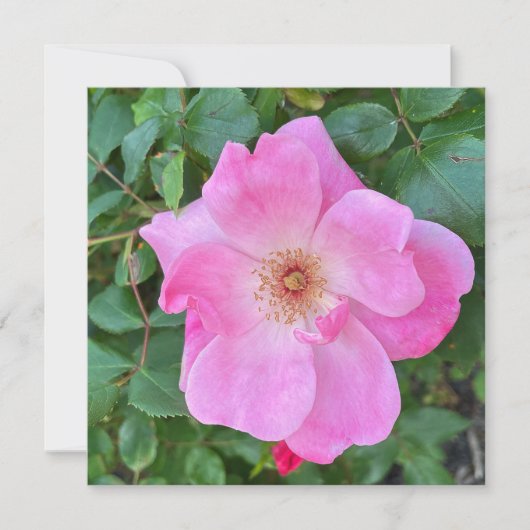 ブルーミングピンクローズフラワー誕生日グリーティング カード (正面)