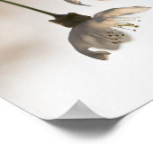 ブルーミング白さくらんぼツリー自然写真 ポスター (角)