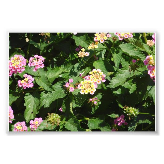 ブルーミング・ロマンス フォトプリント            (正面)