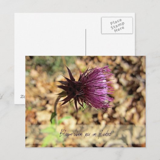 ブルーム... ポストカード (正面/裏面)