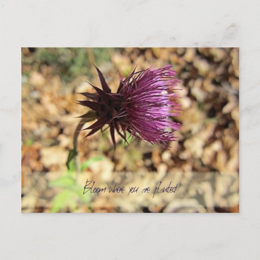 ブルーム... ポストカード (正面)