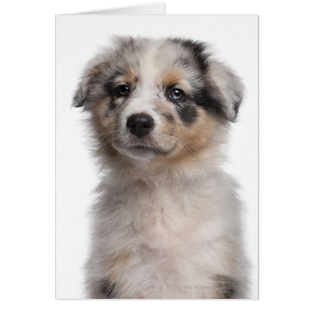 ブルーメルレオーストラリア羊飼い子犬クローズアップ (正面)