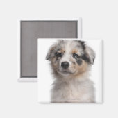 ブルーメルレオーストラリア羊飼い子犬クローズアップ マグネット (正面/裏面)