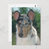 ブルーメルレコリースムースコート ポストカード (正面/裏面)