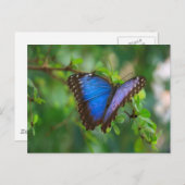 ブルーモルフォバタフライ ポストカード (正面/裏面)
