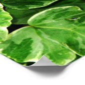 ブルーモルフォプリント ポスター (角)