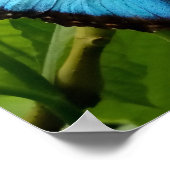 ブルーモルフォ蝶自然撮影ポスター ポスター (角)