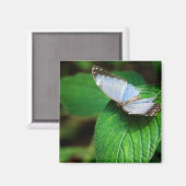 ブルーモルフォ112マグネット マグネット (正面/裏面)