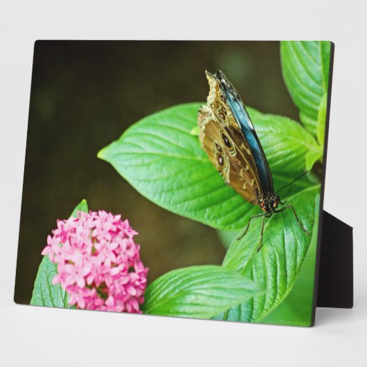 ブルーモルフォ143プラーク フォトプラーク (側面)