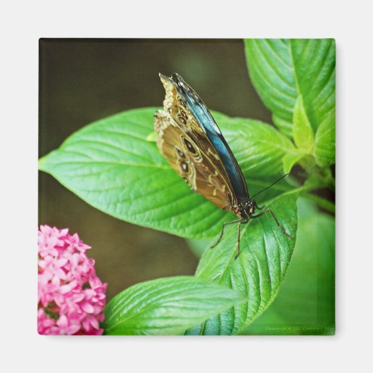 ブルーモルフォ143マグネット マグネット (正面)