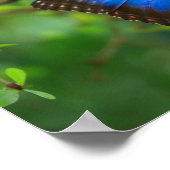 ブルーモーフォバタフライポスター ポスター (角)