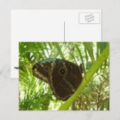 ブルーモーフォバタフライ自然撮影 ポストカード (正面/裏面)