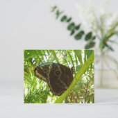 ブルーモーフォバタフライ自然撮影 ポストカード (スタンド正面)