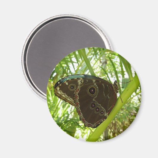 ブルーモーフォバタフライ自然撮影 マグネット (正面/裏面)