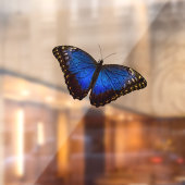 ブルーモーフォバタフライ  ウィンドウサイン (シート2)