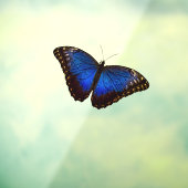 ブルーモーフォバタフライ  ウィンドウサイン (シート3)