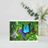 ブルーユリシーズバタフライクイーンズランドオーストラリア ポストカード (スタンド正面)