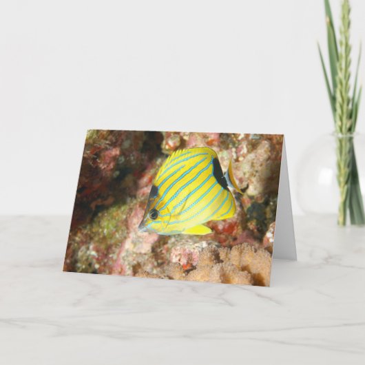 ブルーライニング蝶 カード (正面)