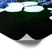 ブルーラケキャップアジサイ花クローズアップ ポスター (角)