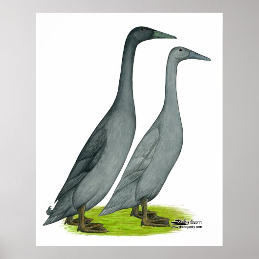 ブルーランナーダックス ポスター (正面)