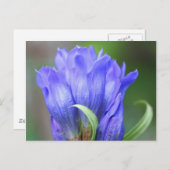 ブルーリンドウ花写真用はがき ポストカード (正面/裏面)