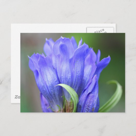 ブルーリンドウ花写真用はがき ポストカード (正面/裏面)