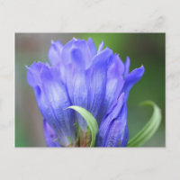 ブルーリンドウ花写真用はがき
