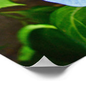 ブルーレースキャップ紫陽花 – ポスター (角)