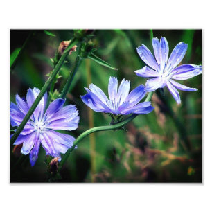 ブルーワイルドチコリーフラワートリオ8x10 フォトプリント