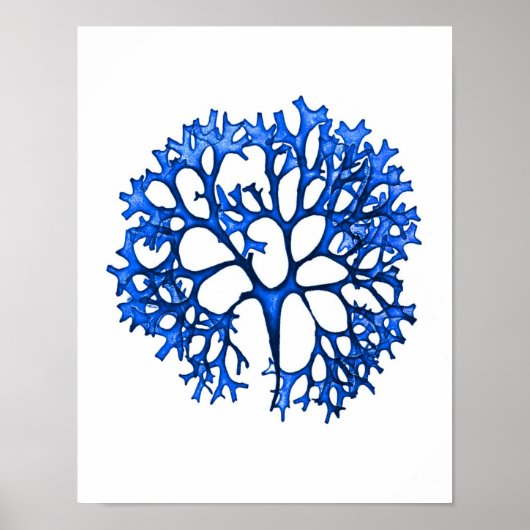 ブルーワカメプリントNo. 12沿岸植物学プリント。 ポスター (正面)