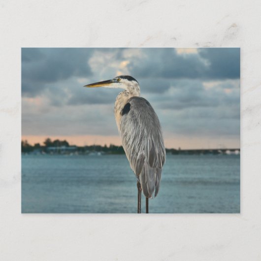 ブルー素晴らしヘロンとコルテスのバックラウンド ポストカード (正面)