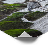 ブルー素晴らしヘロンとブラウンペリカン ポスター (角)