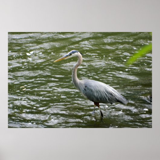 ブルー素晴らしヘロンのポスター ポスター (正面)