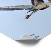 ブルー素晴らしヘロンのポスター ポスター (角)